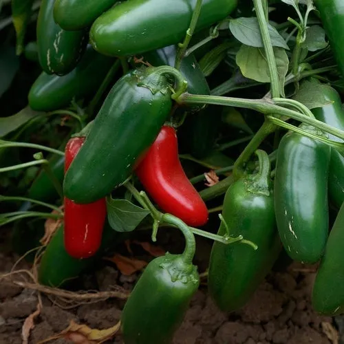 6x Pepper Seed Assortment