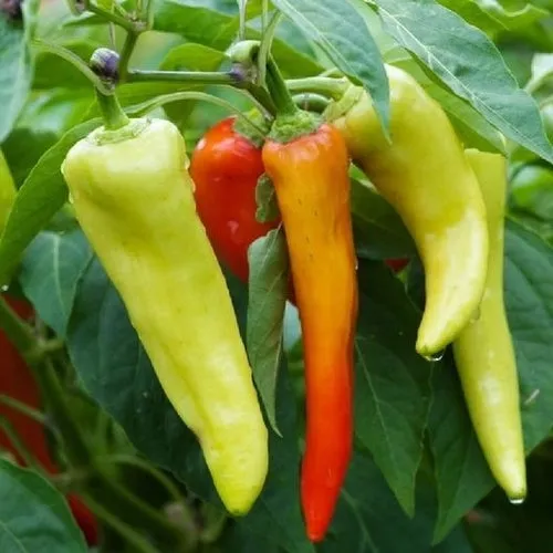 6x Pepper Seed Assortment