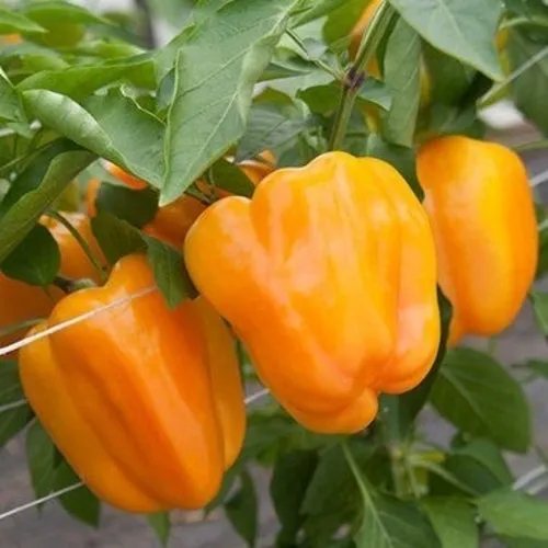 6x Pepper Seed Assortment