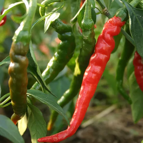 6x Pepper Seed Assortment