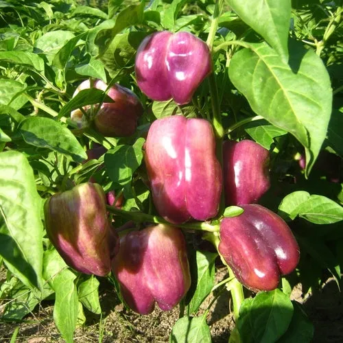 6x Pepper Seed Assortment
