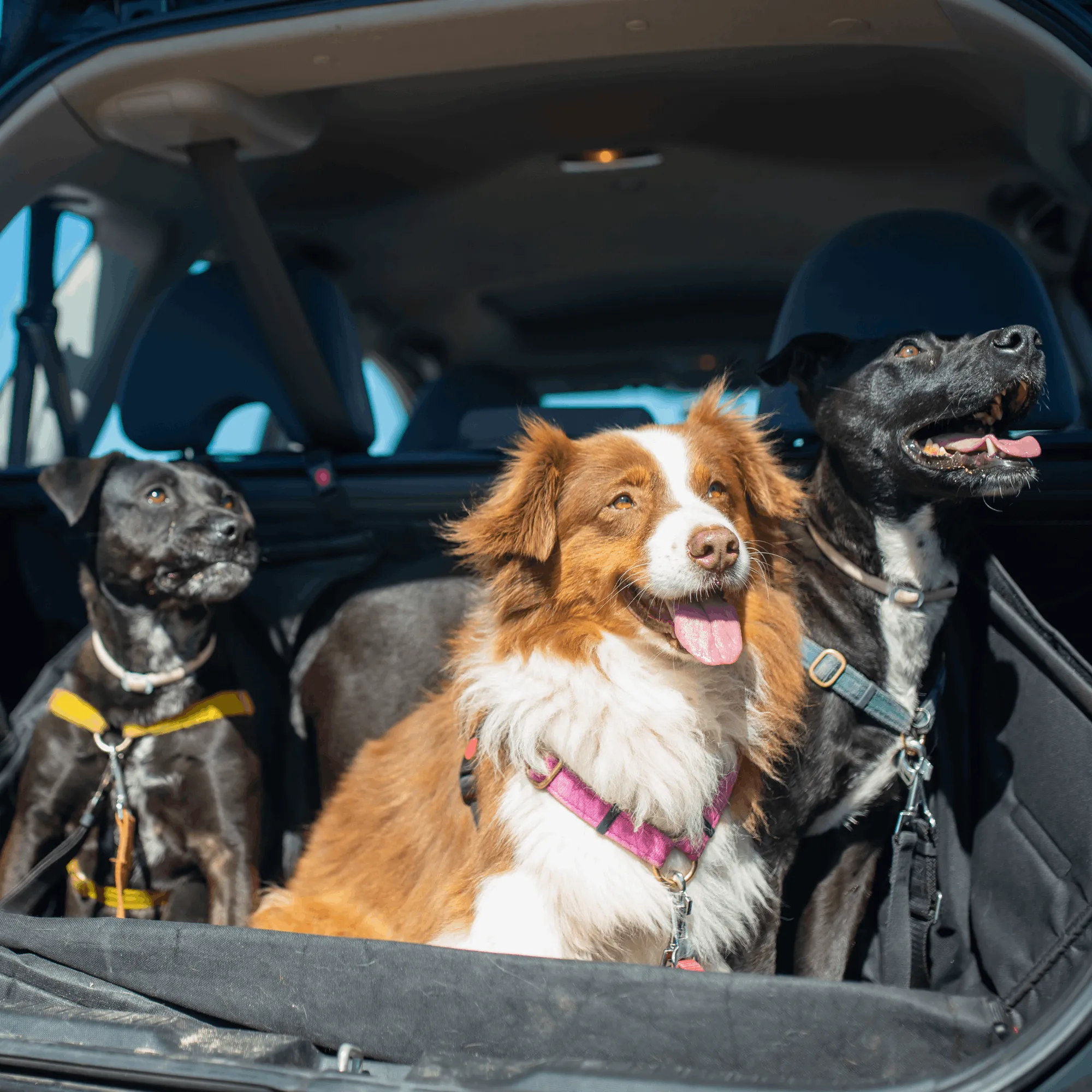 Baker & Bray Dog Travel Blanket / Car Blanket