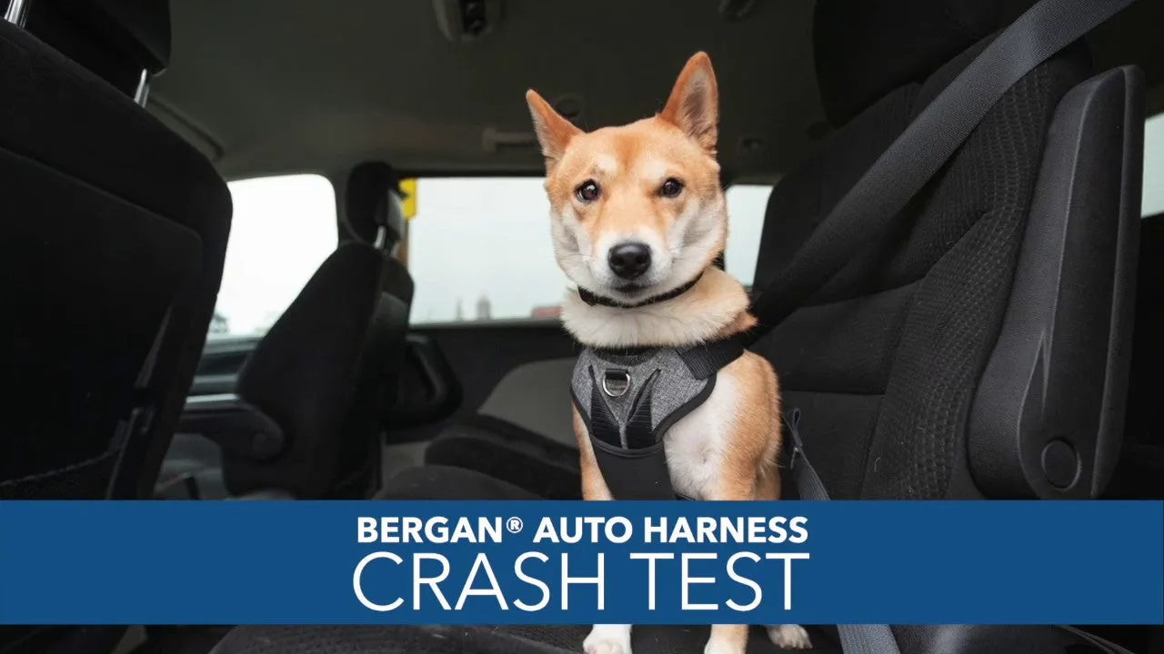 Bergan Auto Harness