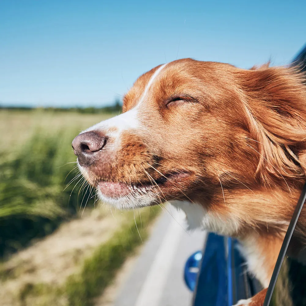 BioPet Travel Well