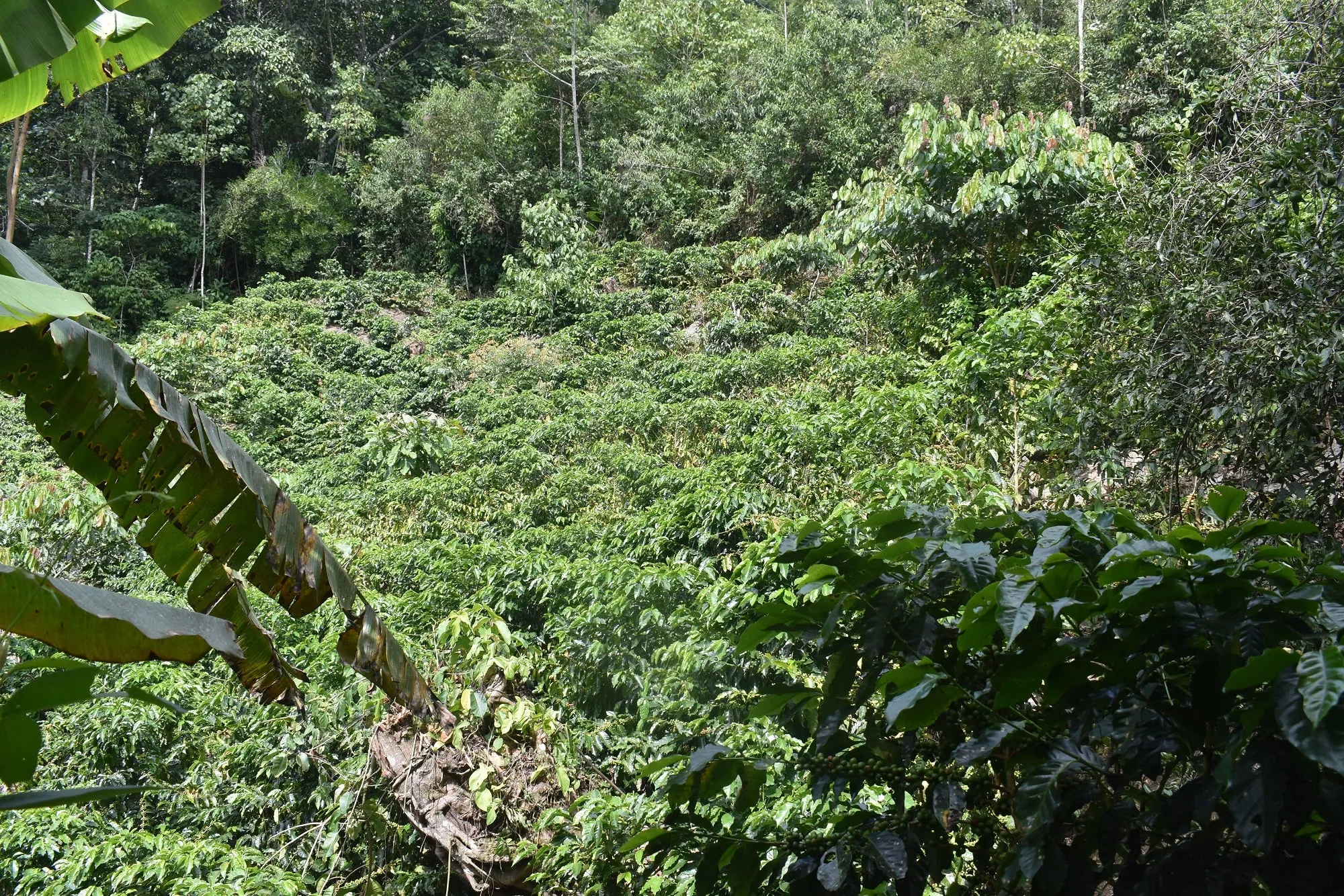 Bolivia Microlot: Humberto Mamani -San Ignacio. Available at Continental (NJ) & Salisbury,  NEW FARMER!