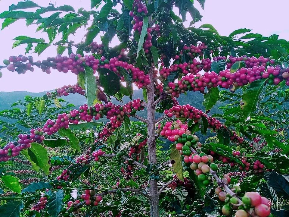 Bolivia Microlot: Humberto Mamani -San Ignacio. Available at Continental (NJ) & Salisbury,  NEW FARMER!
