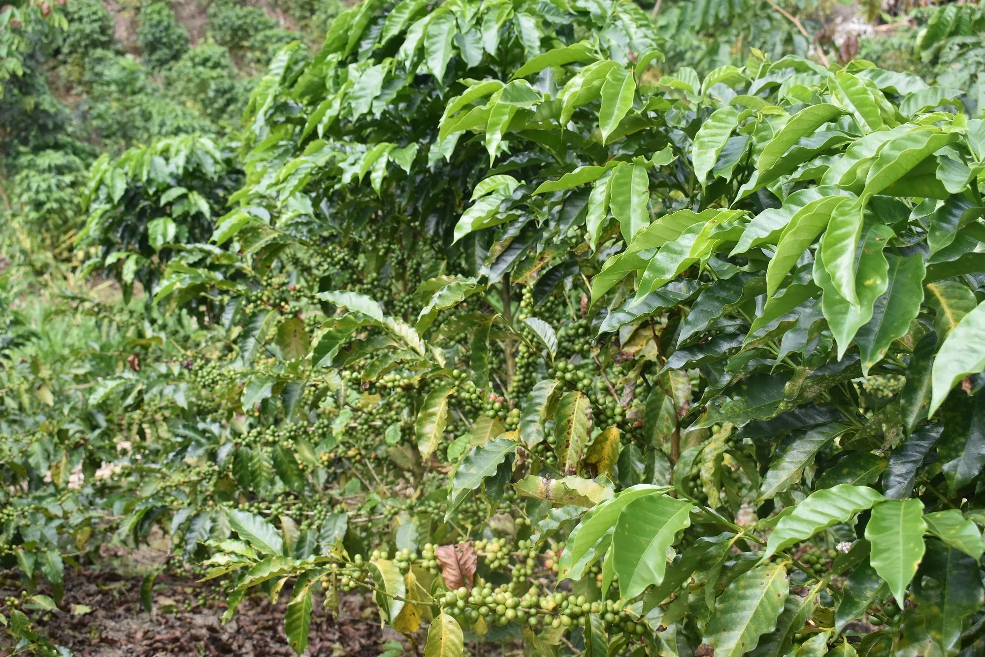Bolivia Microlot: Humberto Mamani -San Ignacio. Available at Continental (NJ) & Salisbury,  NEW FARMER!