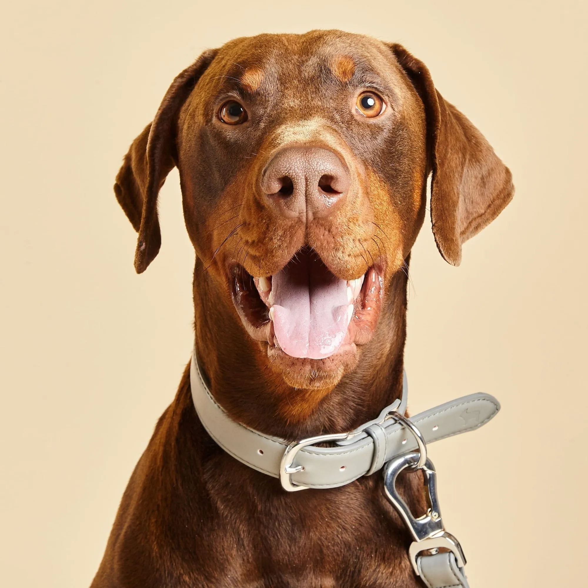 City Vegan Leather & Nylon Dog Collar, Harness & Lead Set | Ash Grey