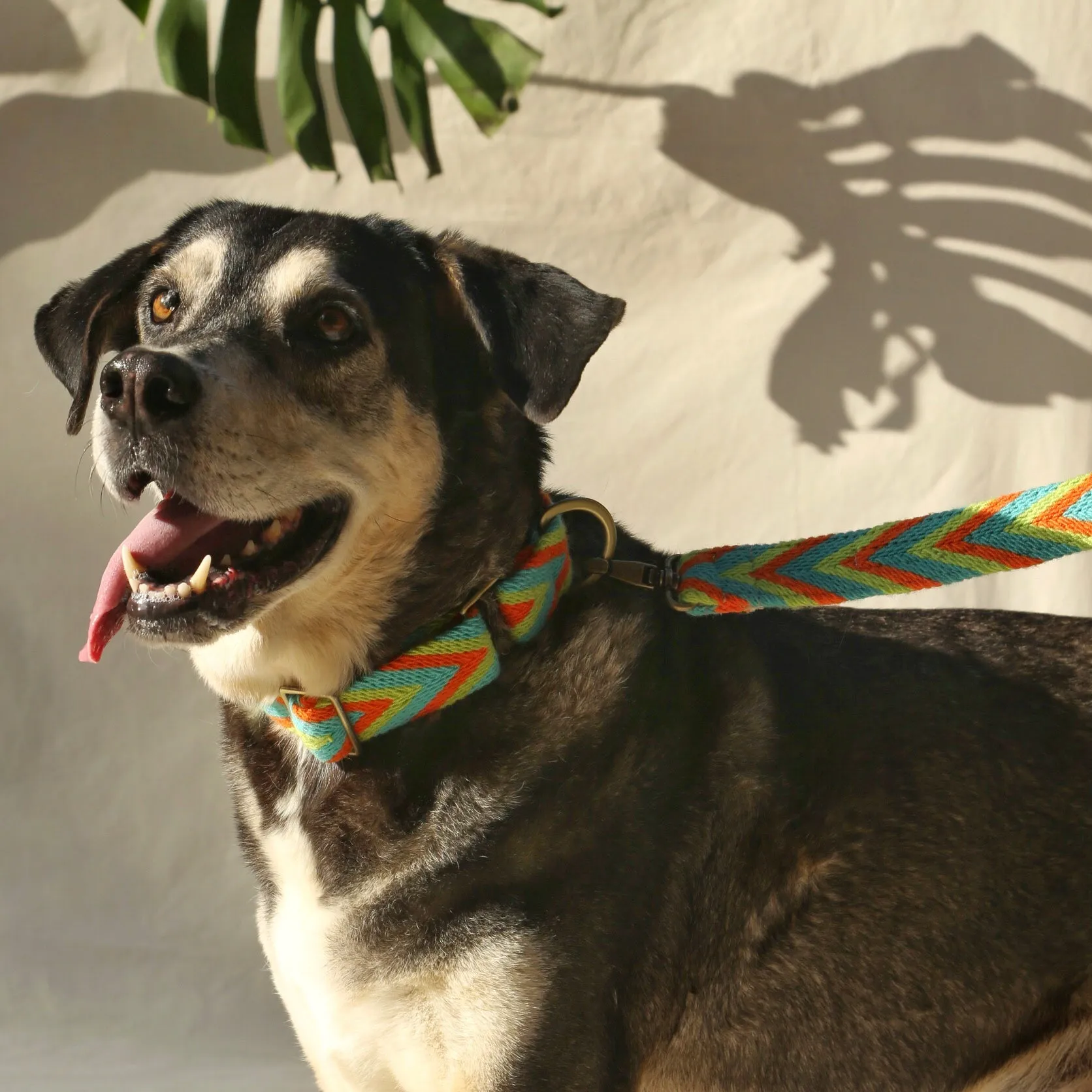 Claro Set - Collar & Leash