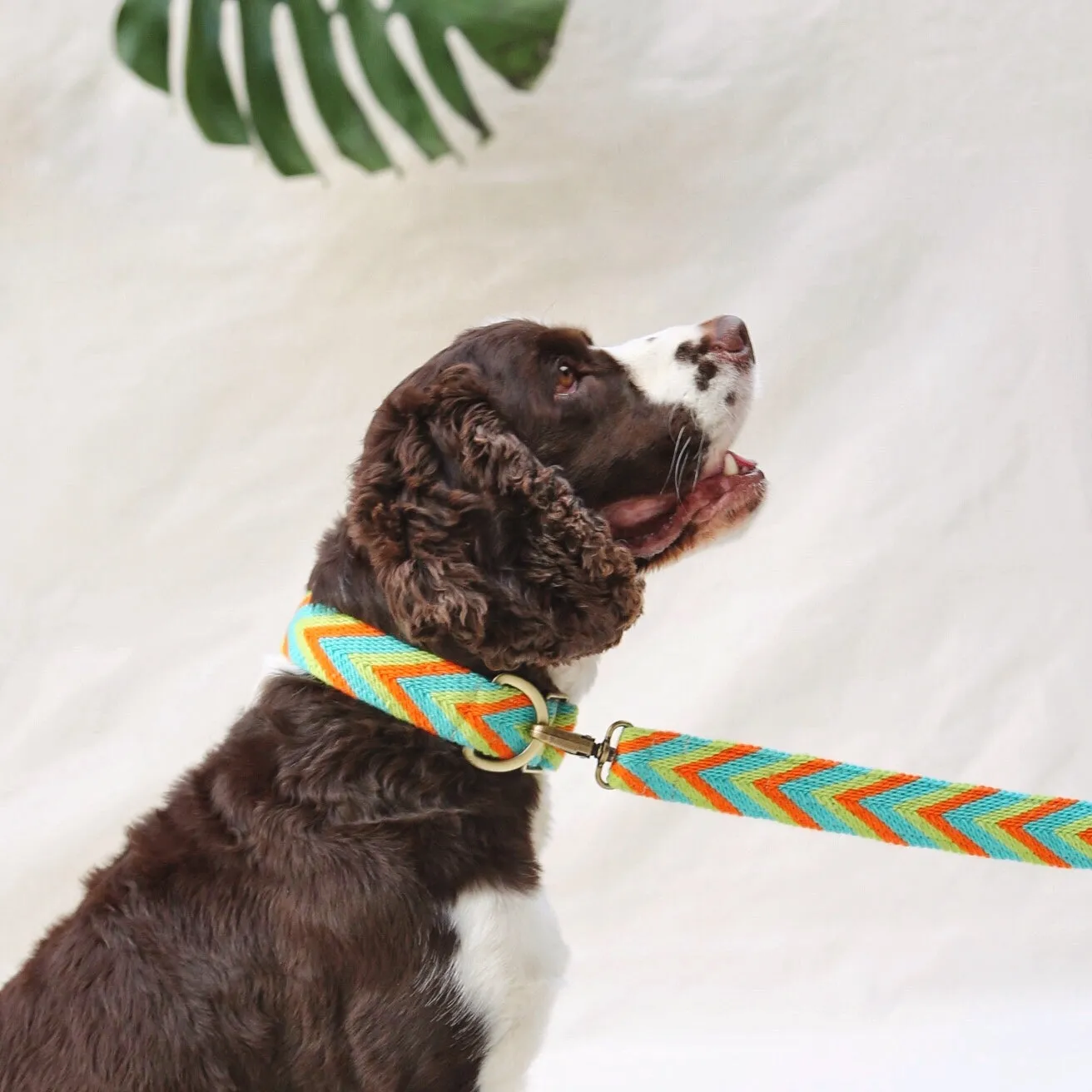 Claro Set - Collar & Leash