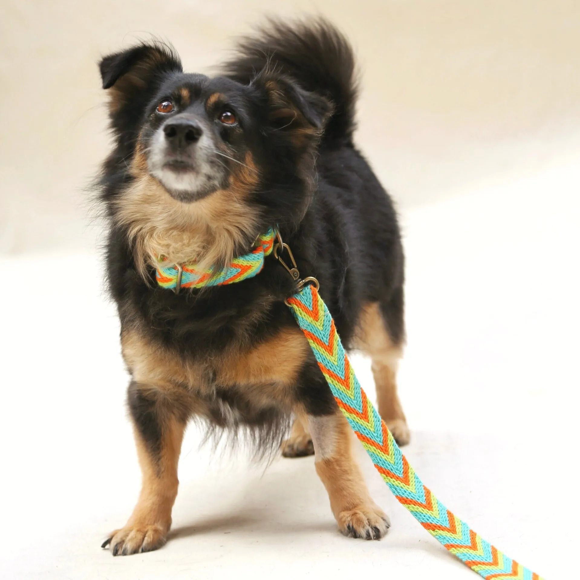 Claro Set - Collar & Leash
