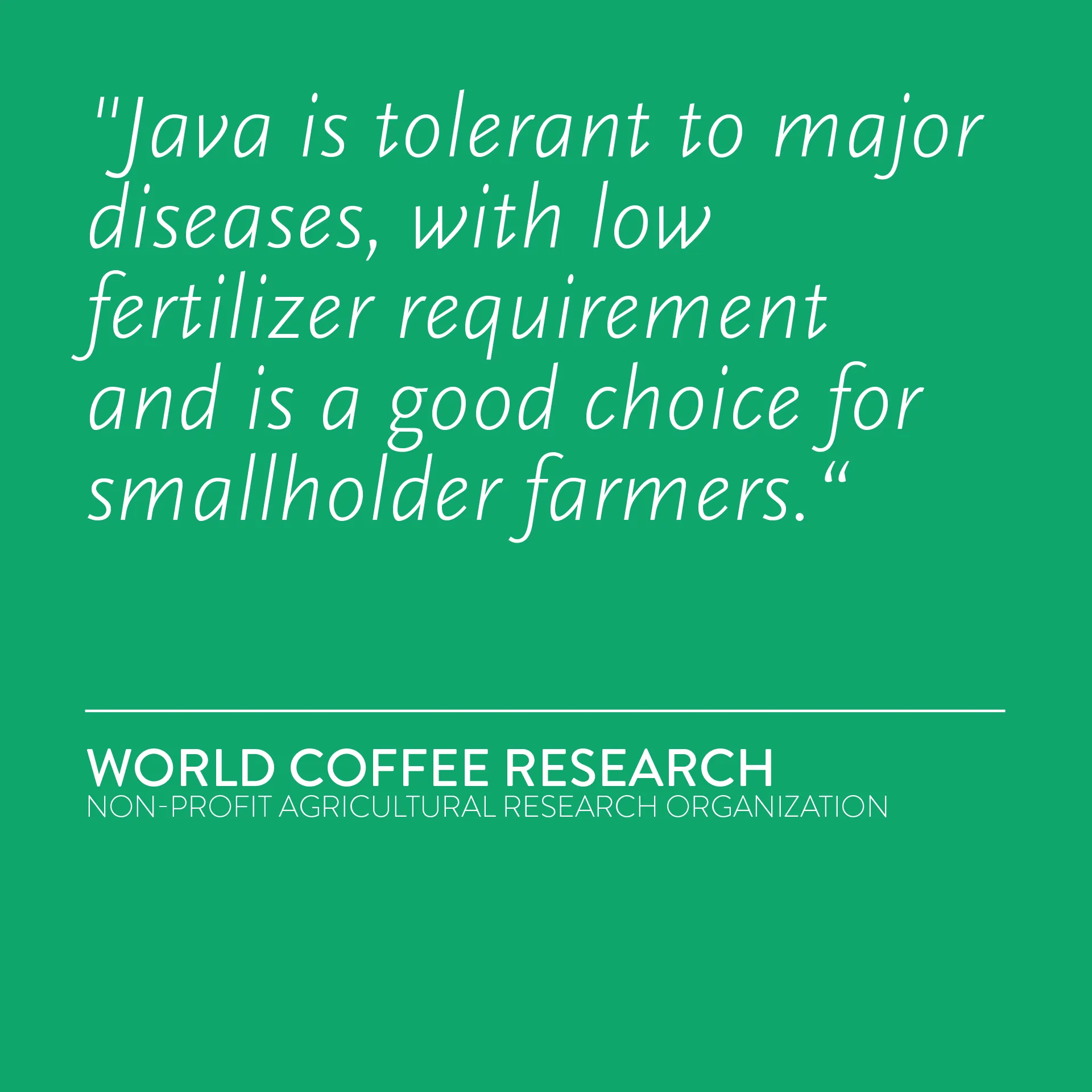 COLOMBIA Lacia Java Natural NX