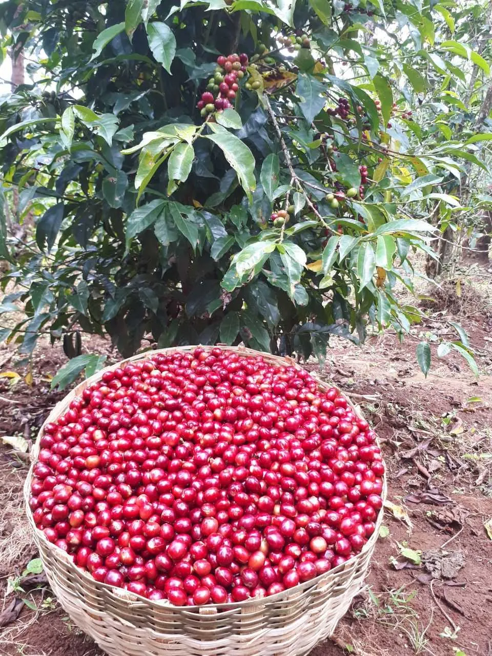Ethiopian Yirgacheffe  Natural Aricha Arabica Roasted Coffee