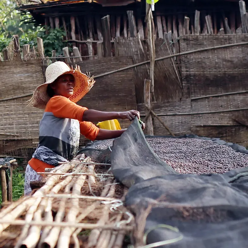 Ethiopian Yirgacheffe  Natural Aricha Arabica Roasted Coffee