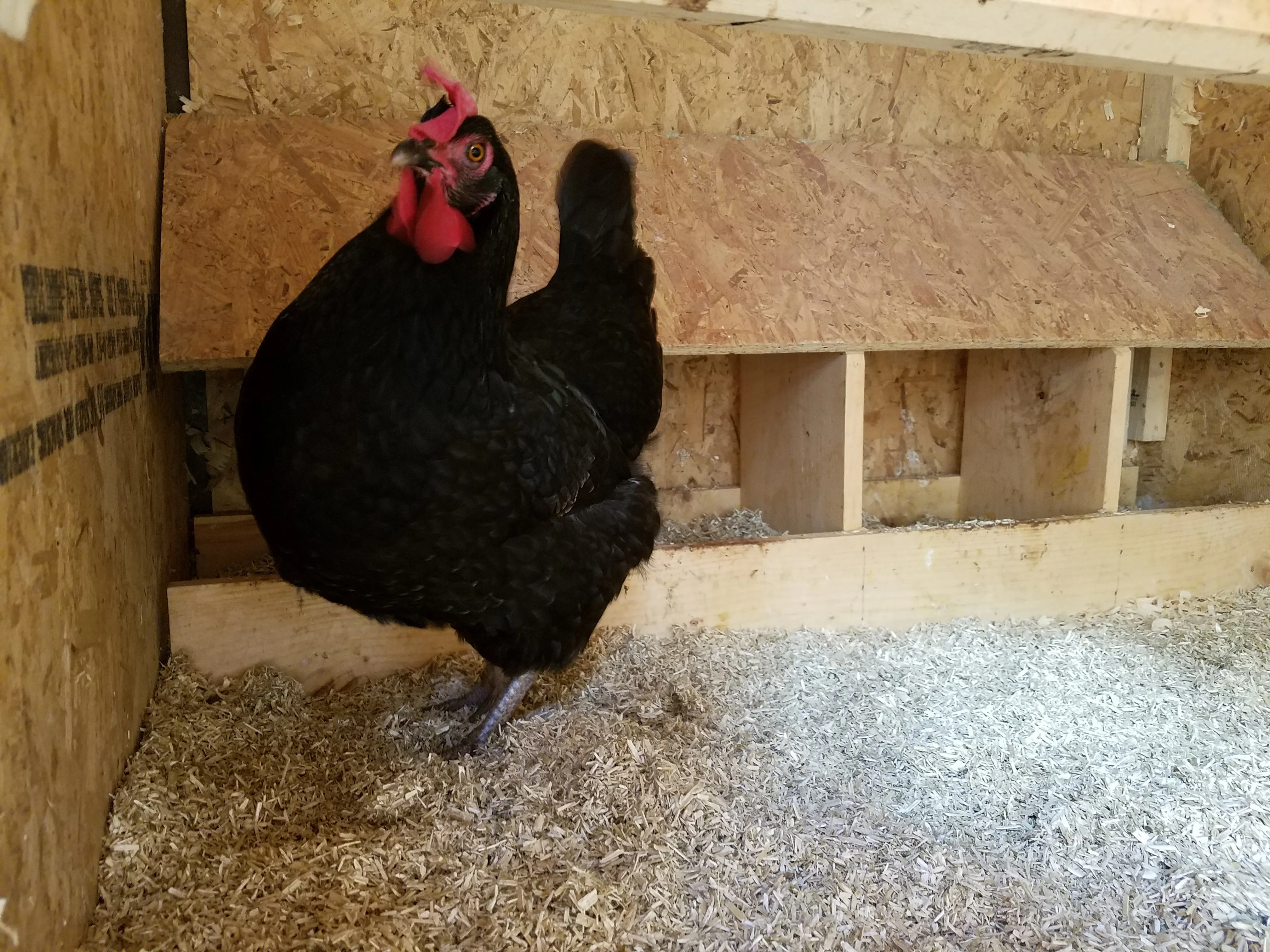 Hemp bedding, USA Grown Chicken Coop Hemp Bedding, (285L), 10  Cubic Feet, Grade A Premium Hemp Bedding for Coops, Nesting Boxes, Small & Large Animals