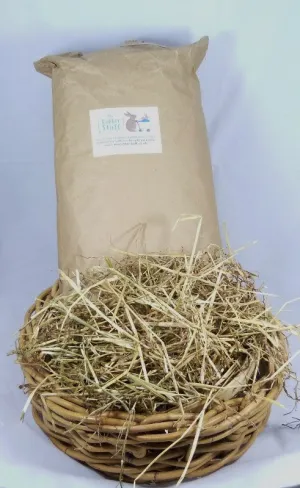 Italian ryegrass- Lolium multiflorum