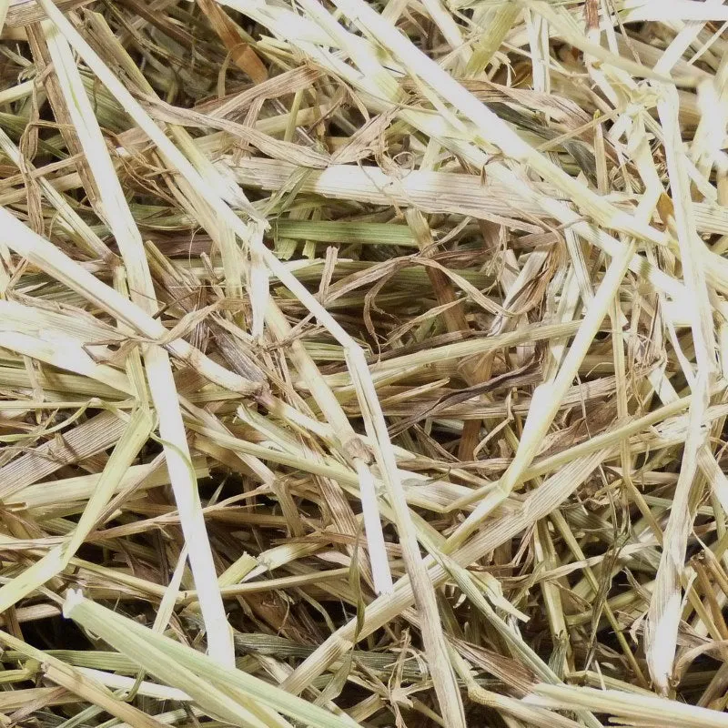 Italian ryegrass- Lolium multiflorum