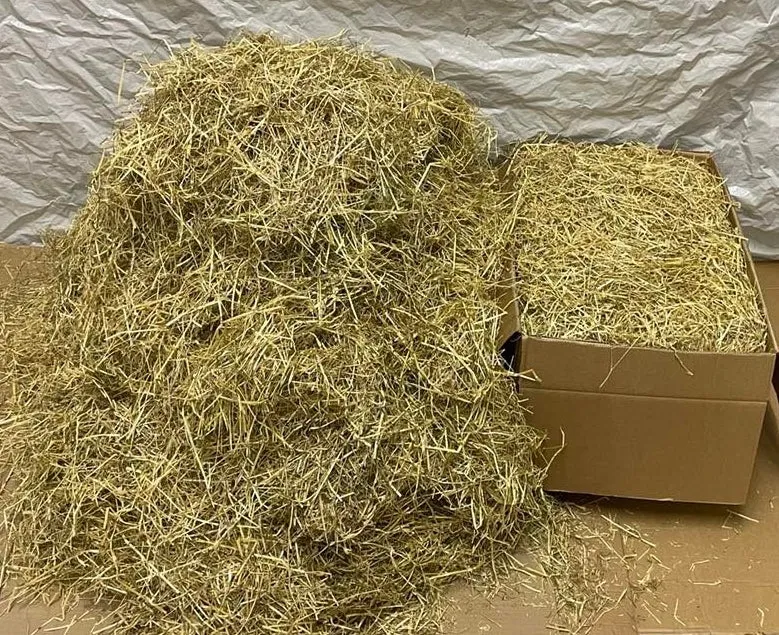 Italian ryegrass- Lolium multiflorum
