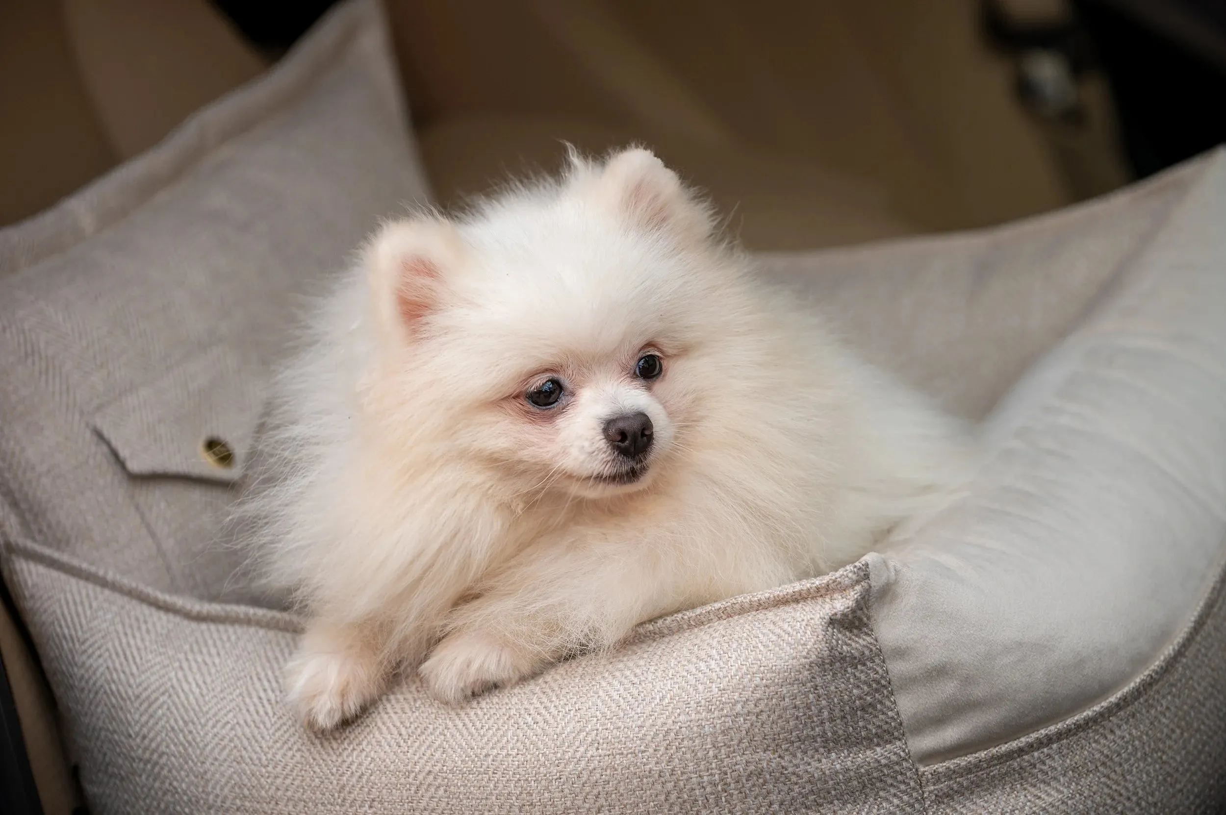Oh Charlie Dog Car Seat Bed Winston