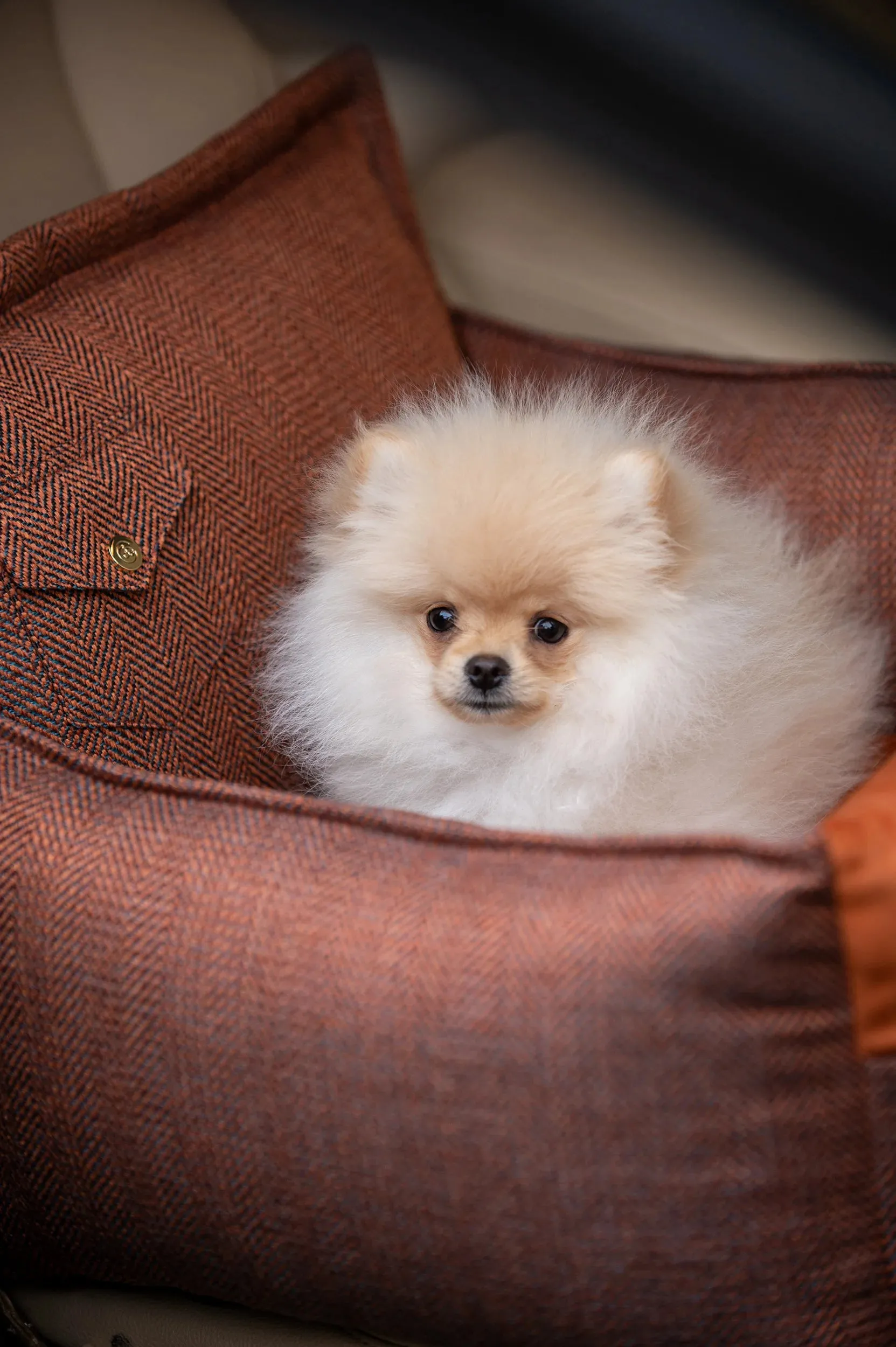 Oh Charlie Dog Car Seat Bed Winston