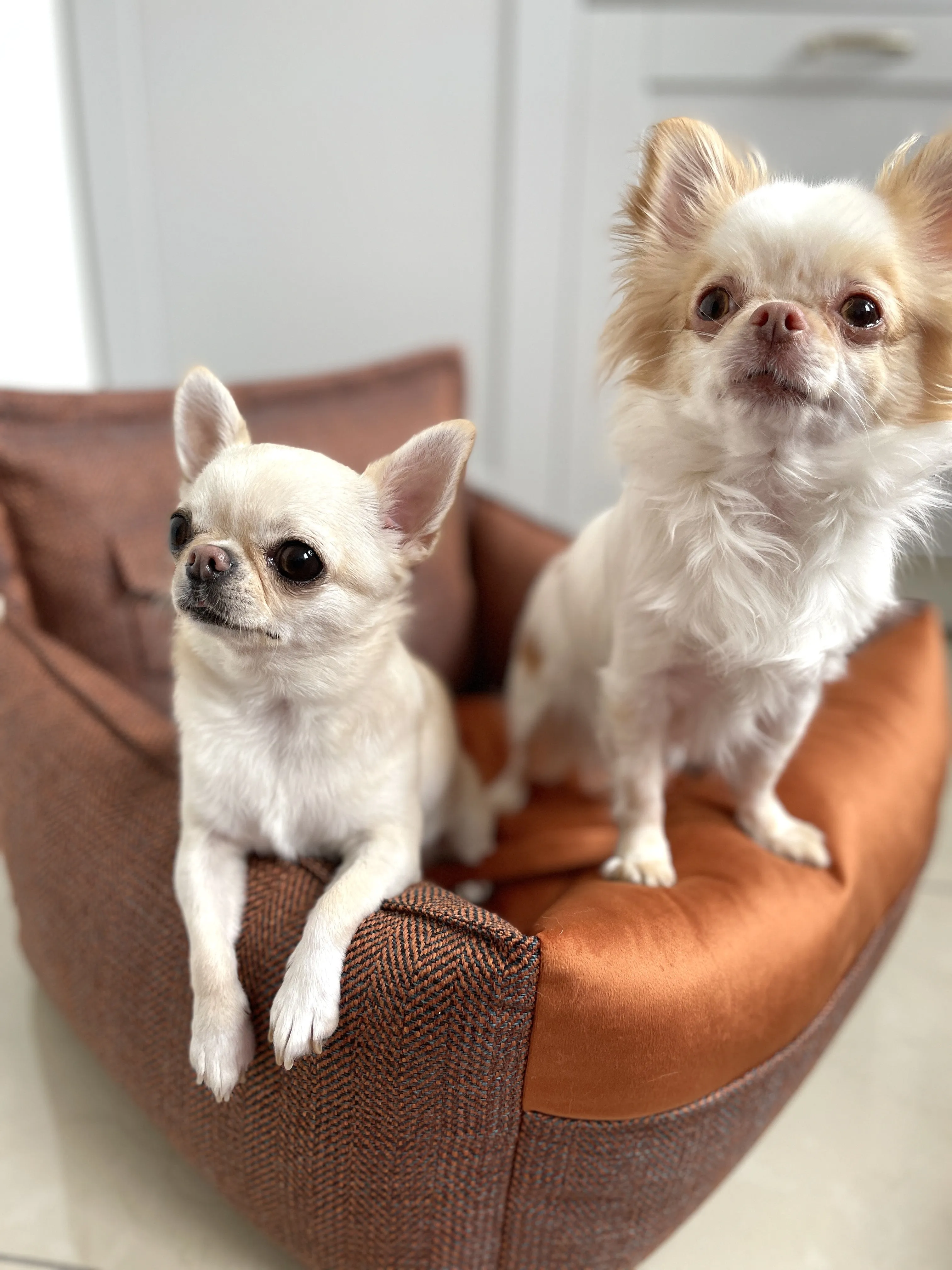 Oh Charlie Dog Car Seat Bed Winston