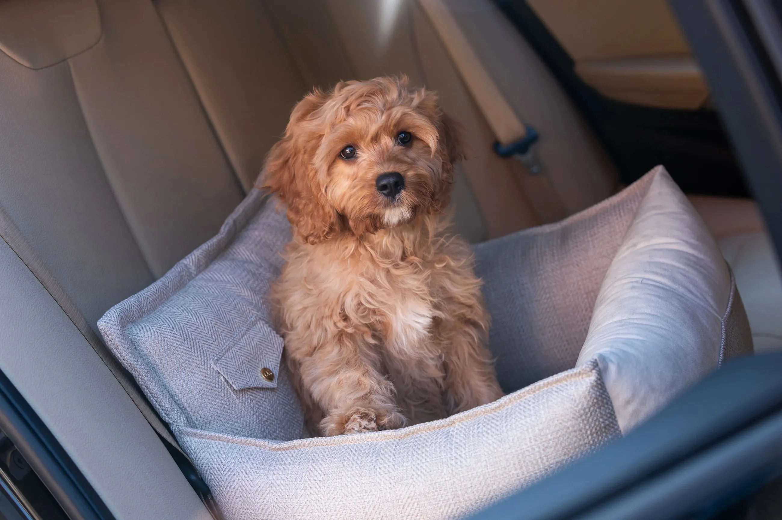Oh Charlie Dog Car Seat Bed Winston