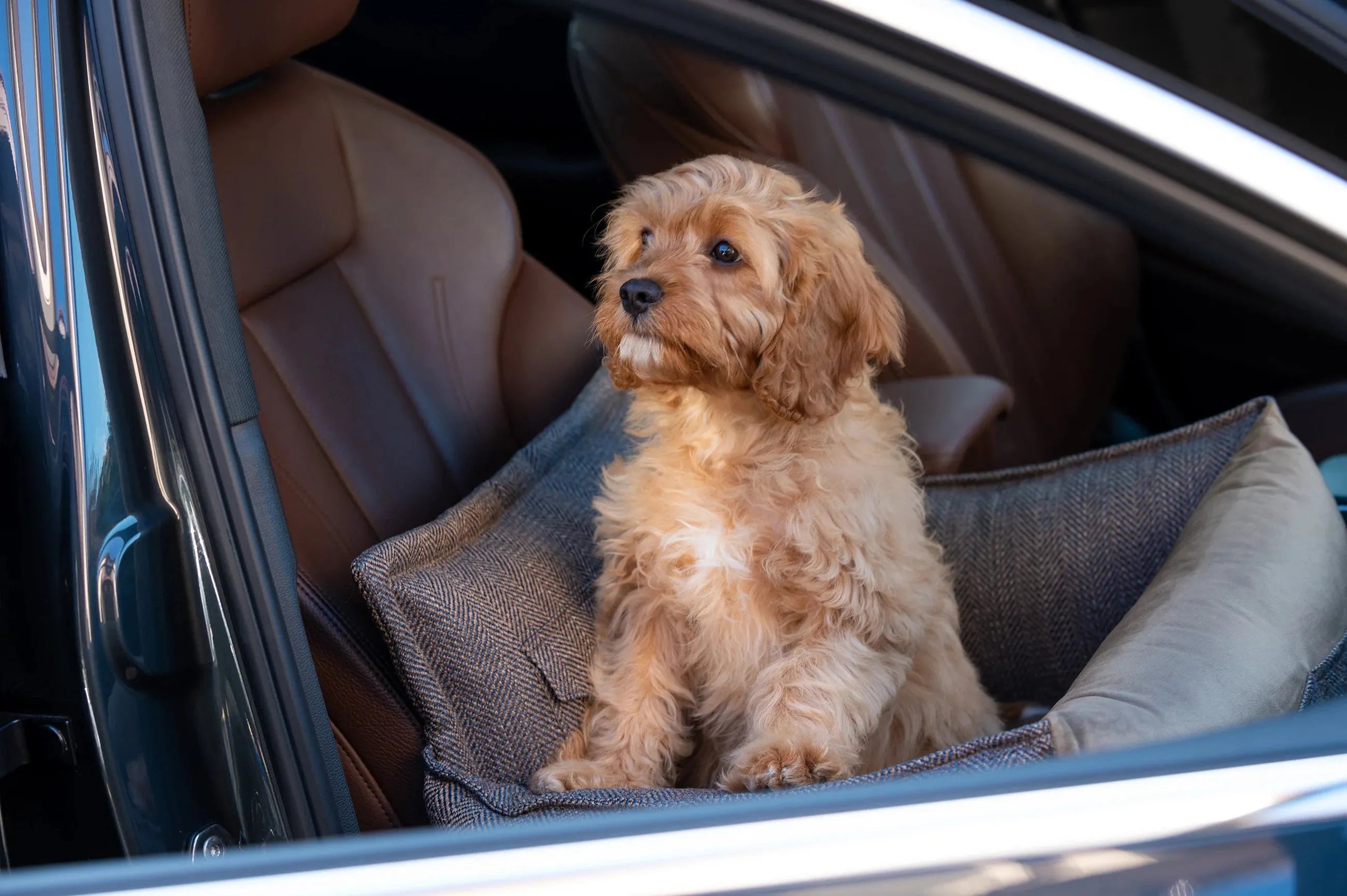 Oh Charlie Dog Car Seat Bed Winston