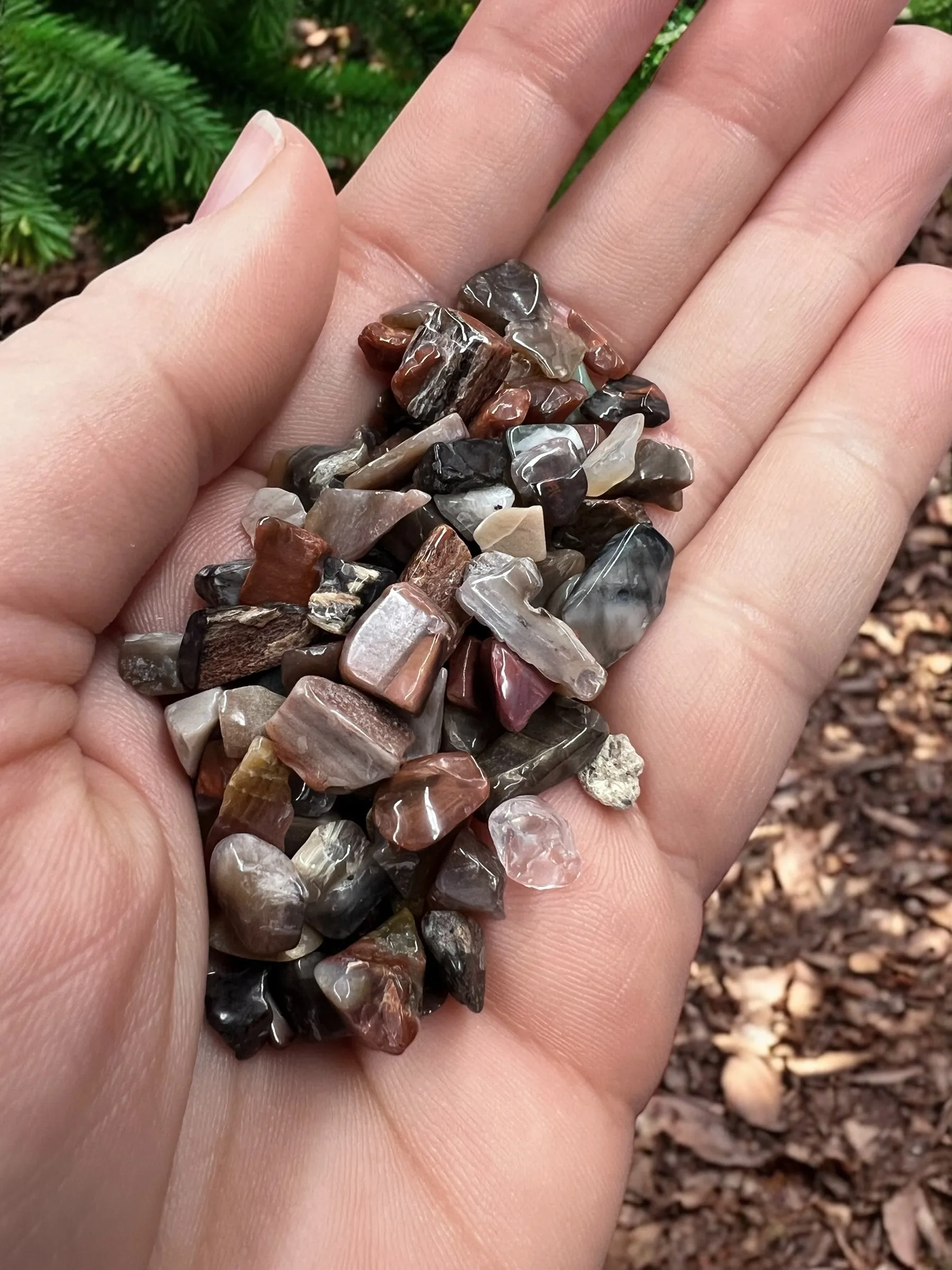Petrified Wood Gemstone Chips