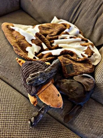Tall Tails Blanket Cowhide