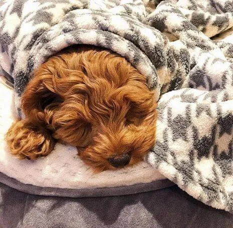 Tall Tails Houndstooth Fleece Blanket