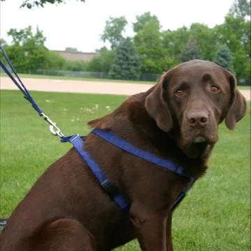 The Good Dog Company Corduroy Hemp Harness in Blue